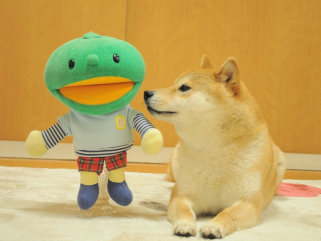 Kabo-chan plushie standing next to Kabosu the Shiba Inu on a white rug