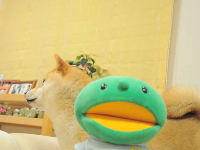 Close-up of Kabo-chan's big green face beside Kabosu