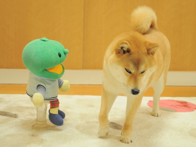 Kabo-chan walking alongside a standing Kabosu